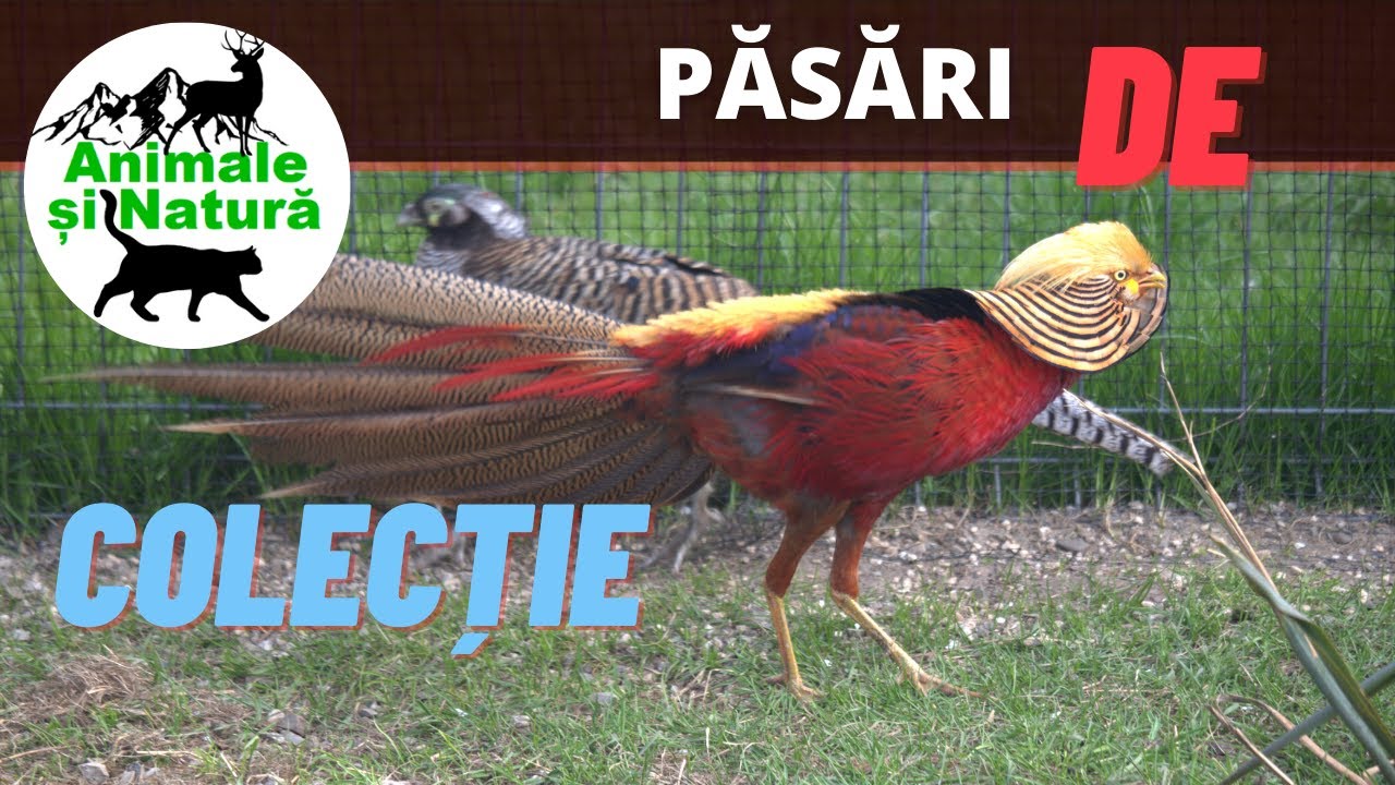 Fazani, rate si gaini - NOUA crescatorie a lui Ionut - 2023