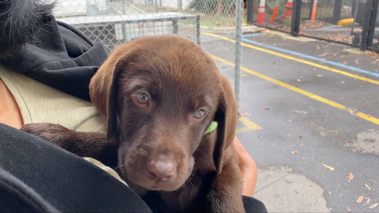 Our Chocolate Labrador Puppy Surprise!😱😍