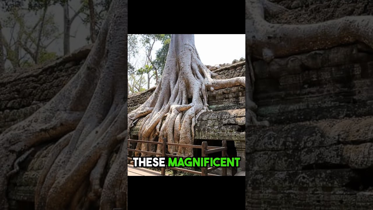 Exploring Angkor Wat: Lost City Secrets Revealed | Nextnow