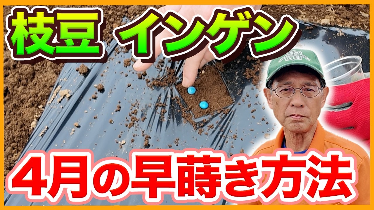 【枝豆・インゲン栽培】早蒔きで収穫量アップ！失敗しない種まきのコツ【シェア畑】【農園ライフ】