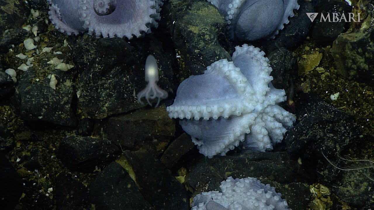 Sit back and enjoy 10 relaxing minutes at the Octopus Garden