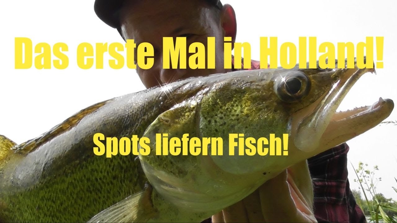 Das erste Mal in Holland! / Spots liefern Fisch! / LiveBisse!
