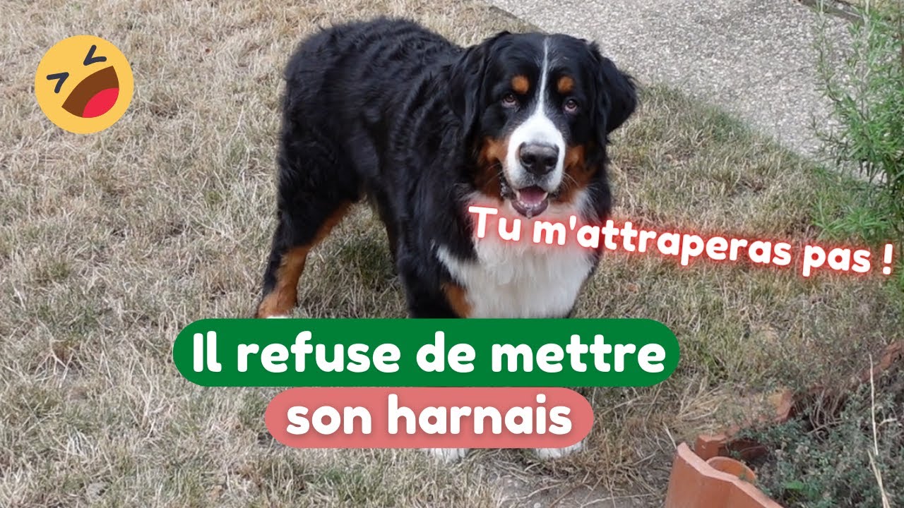 Mon chien bouvier bernois refuse de mettre son harnais !