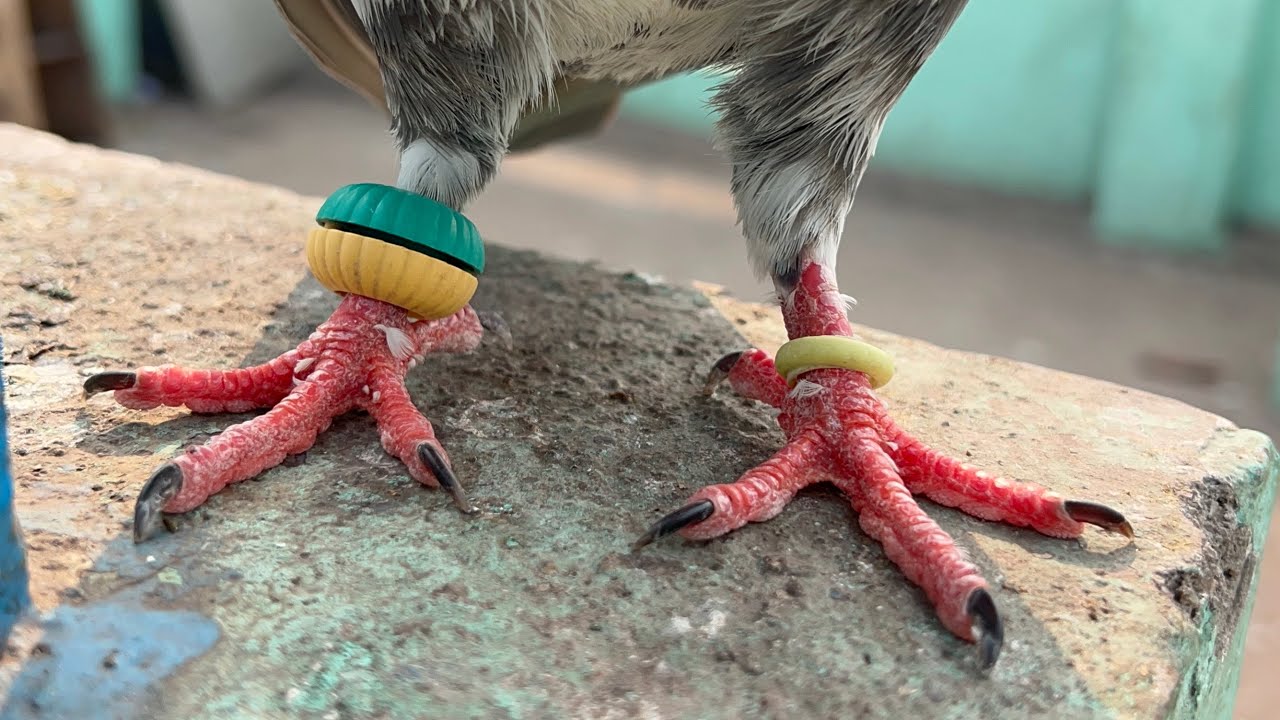 😱😱😱🦅🦅🕊️