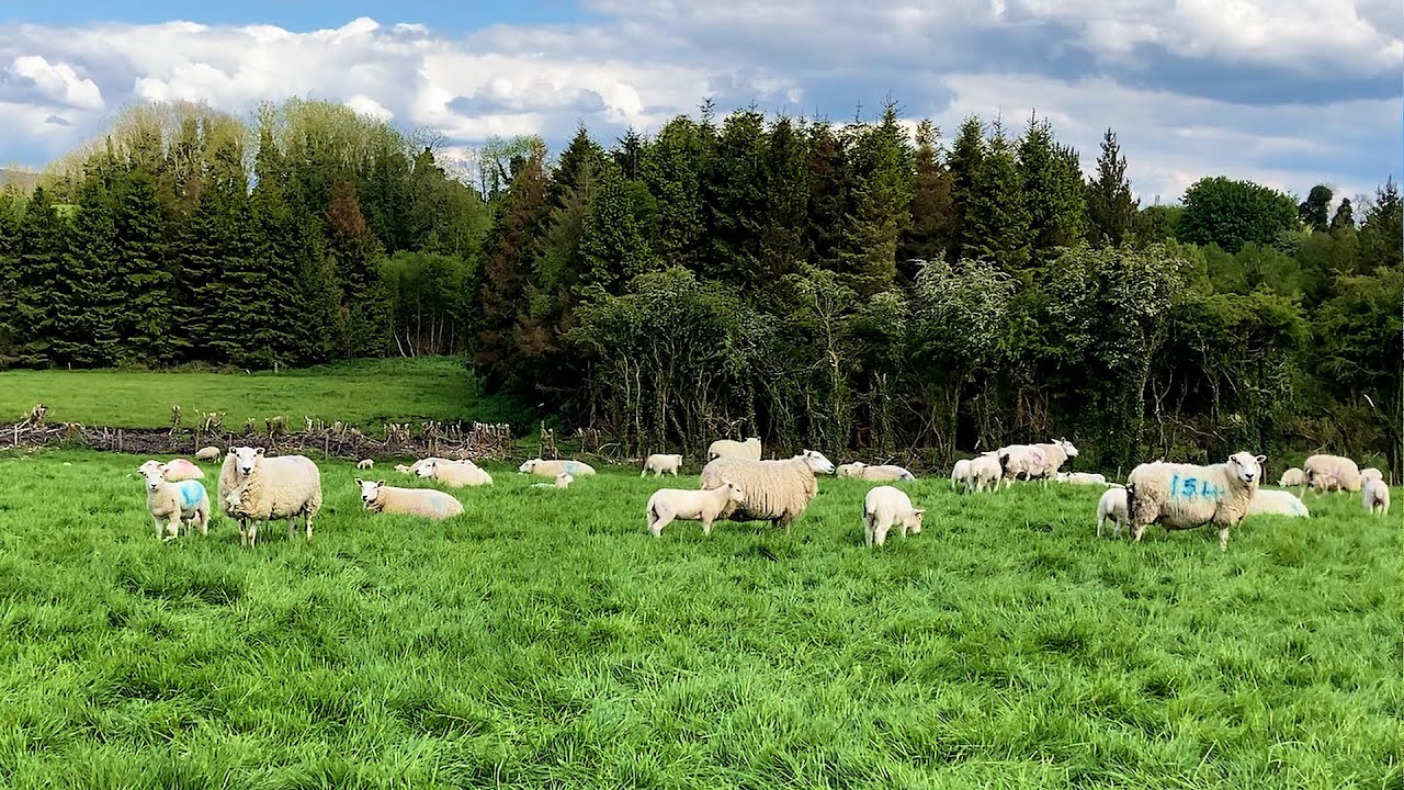 Sheep Focus: Building up a flock of 300 purebred Lleyn ewes in the space of 7 years