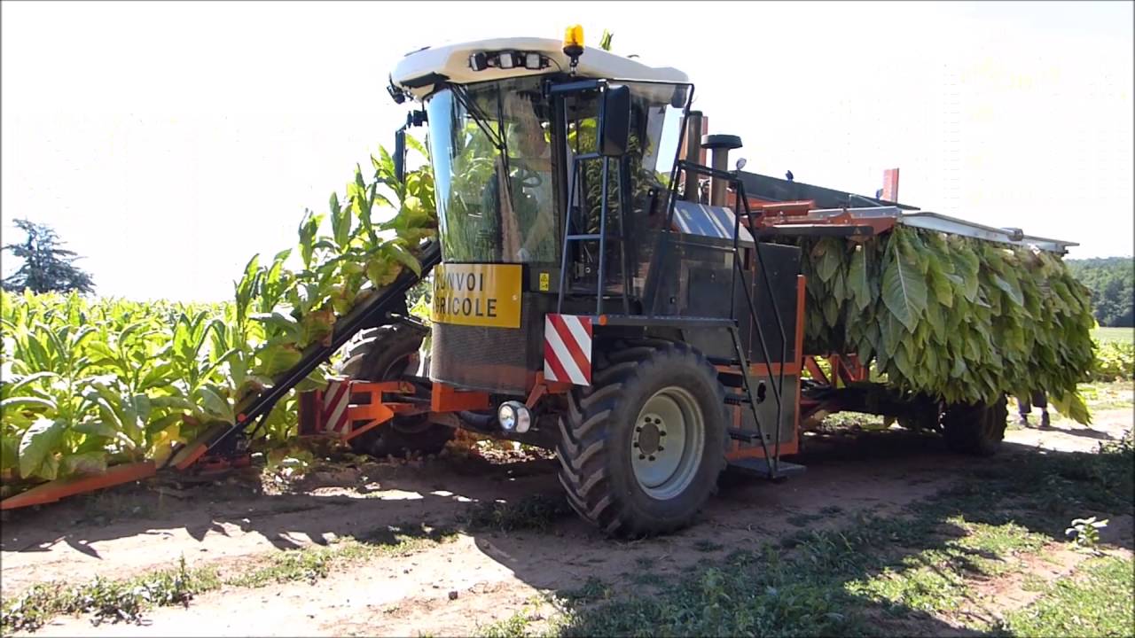Machine de récolte tabac BURLEY sur cadre - SOMAREF