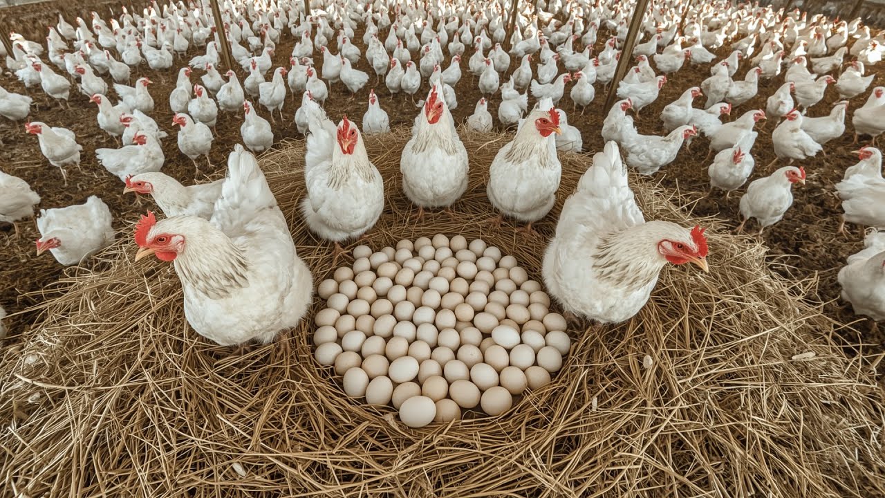 Rural Egg Laying Chicken Farm