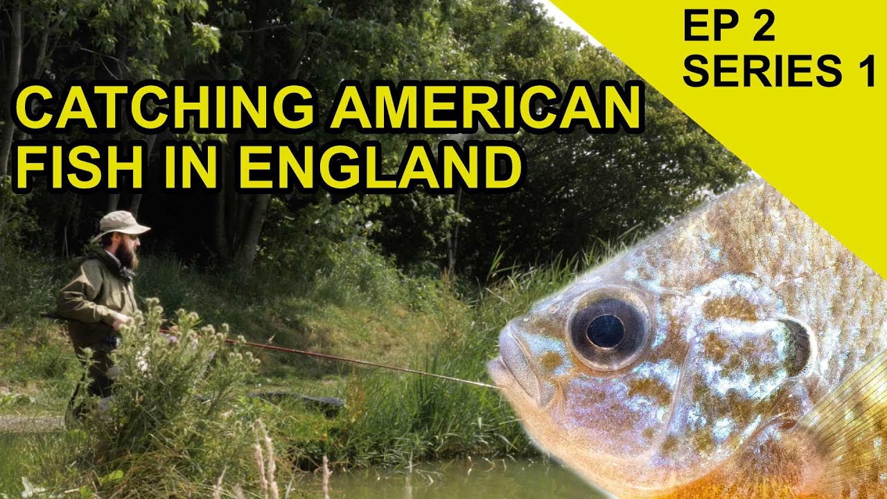 Pumpkinseed Fish in England: Species Hunt  (EPISODE 2)