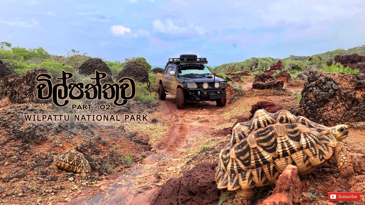 Wilpattu National Park - Part 02 | මහ වන මැද පිහිටි කුවේණියගේ මාලිගාව සහ තවත් තොරතුරු සොයා #wilpattu
