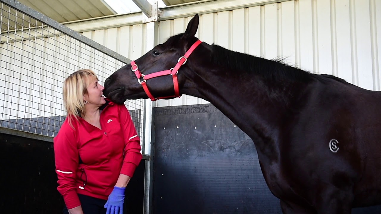 Horse Massage with Deryn Rowe