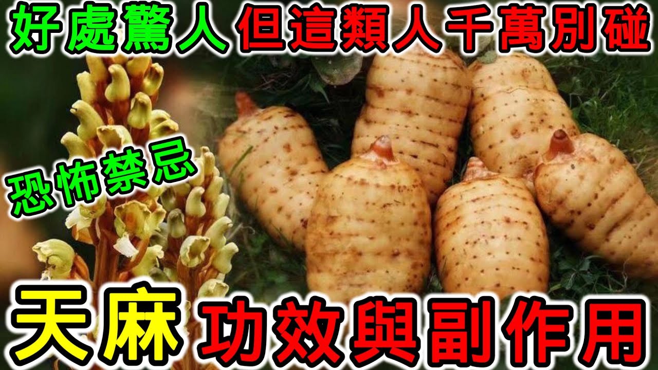 天麻補什麼？天麻的功效，天麻的副作用，吃天麻有什麼好處？感冒可以吃天麻嗎？天麻不能和什麼一起吃？哪些人不能吃天麻？