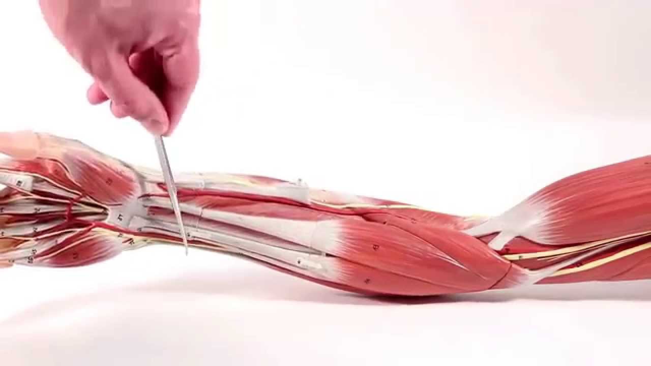 Muscles That Move the Arm   Radius and Ulna