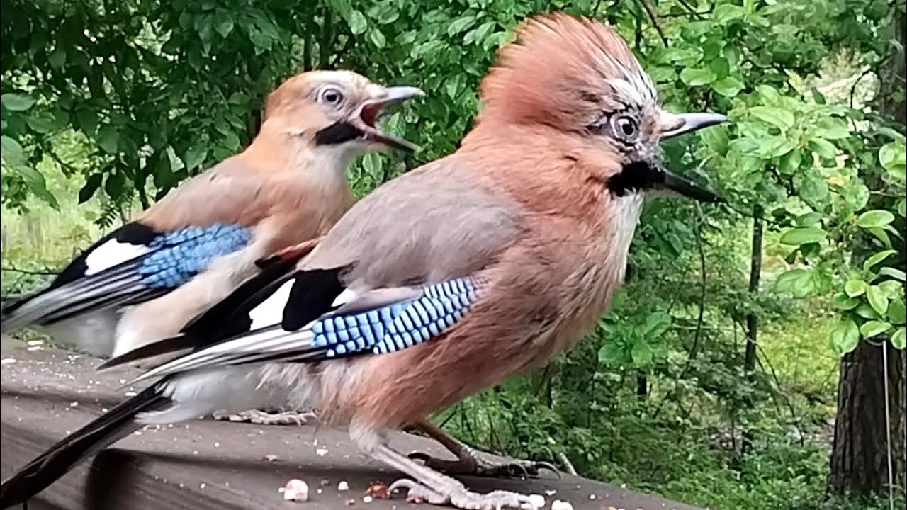 Jays and Squirrels Eating Peanuts