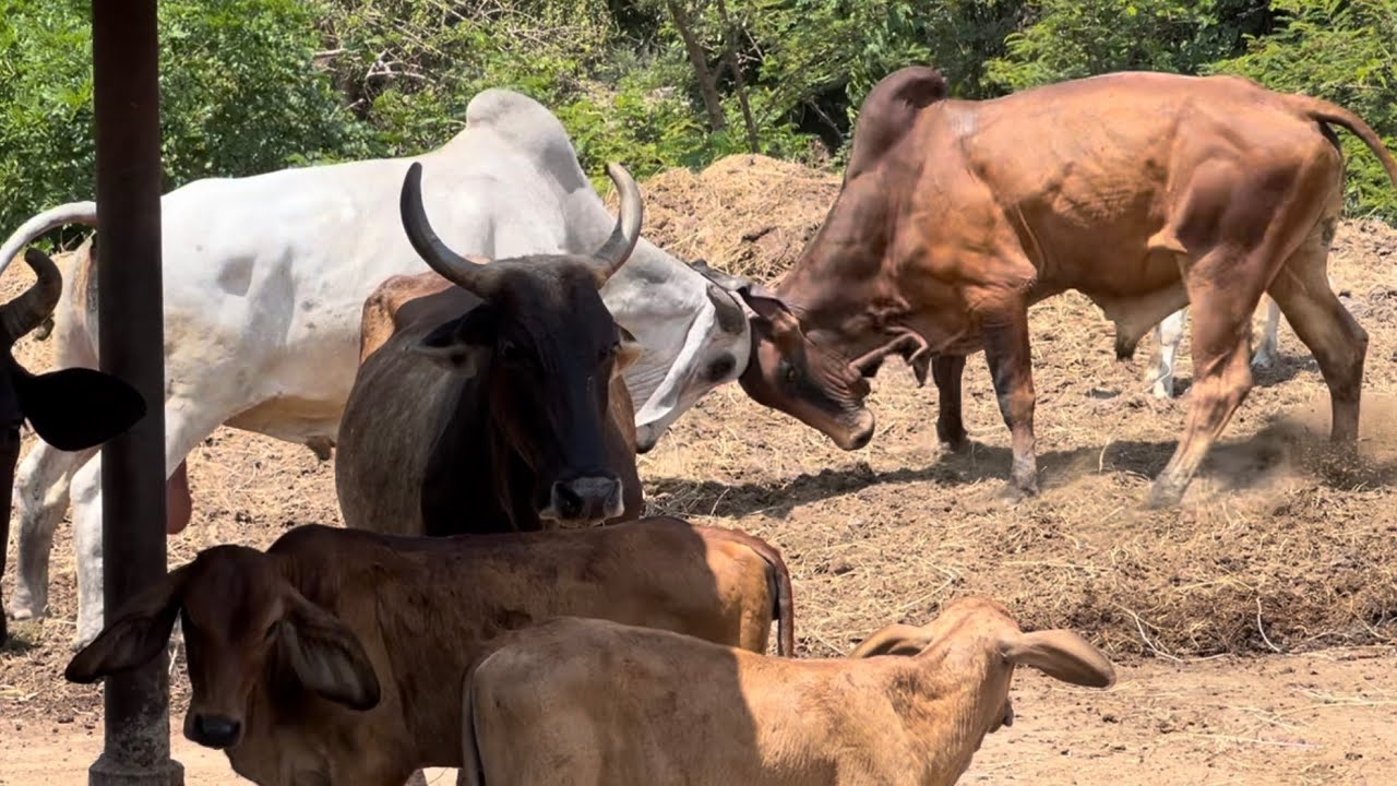 Pelea de toros indubrasil,,Mira las dos grandes peleas que ubieron