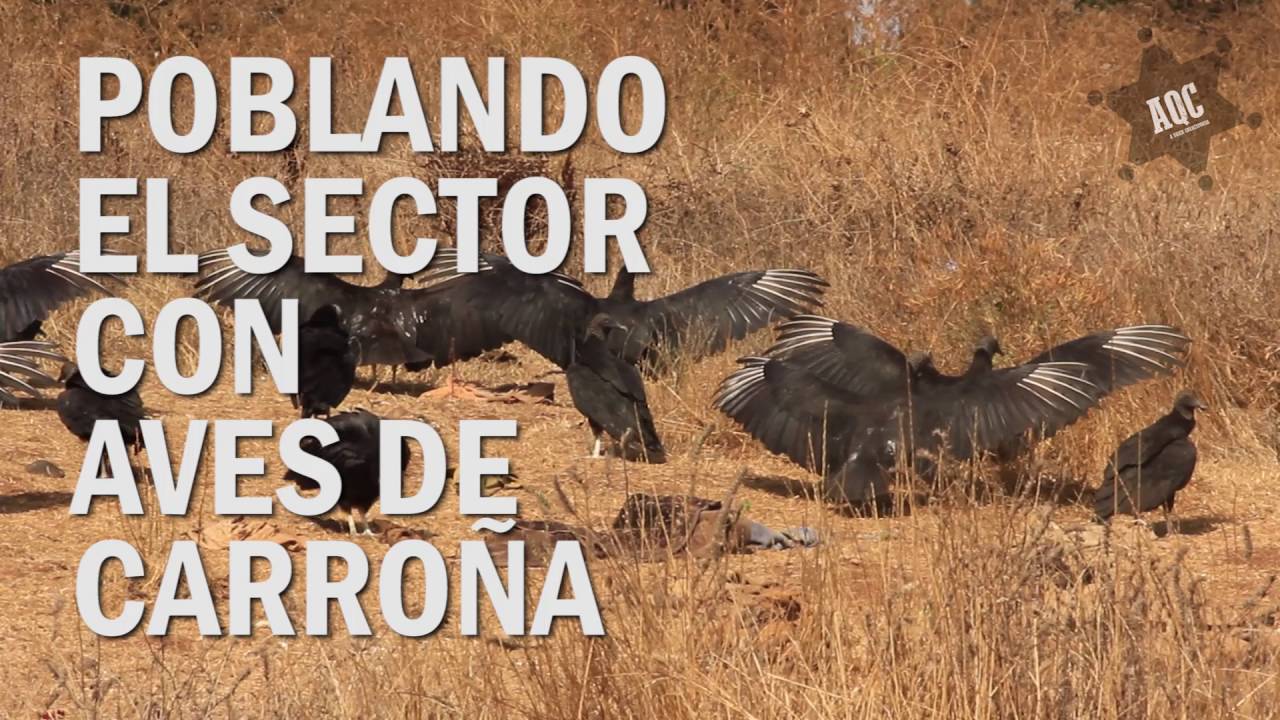 VERTEDERO BOYECO -  [AQC]