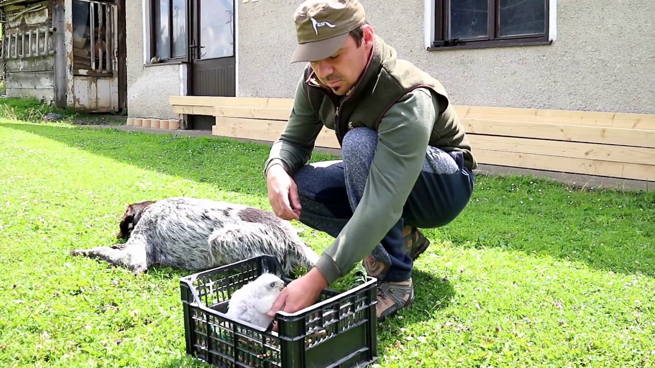 Pripravujeme - Sokoliarstvo ,výchova jastraba lesného .