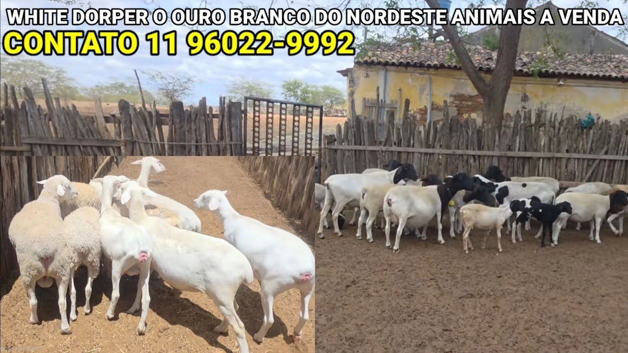 White dorper o Ouro Branco do Nordeste animais a venda 11 96022-9992