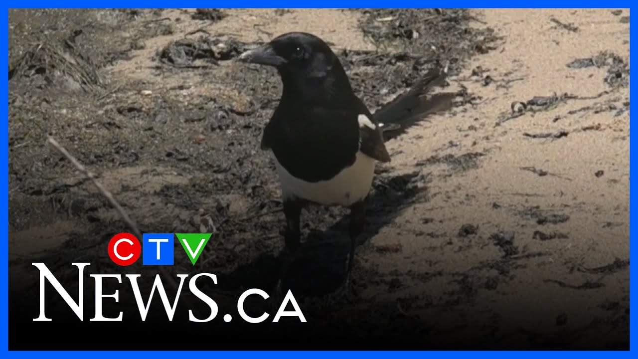 Facts about the magpie, Edmonton's new city bird
