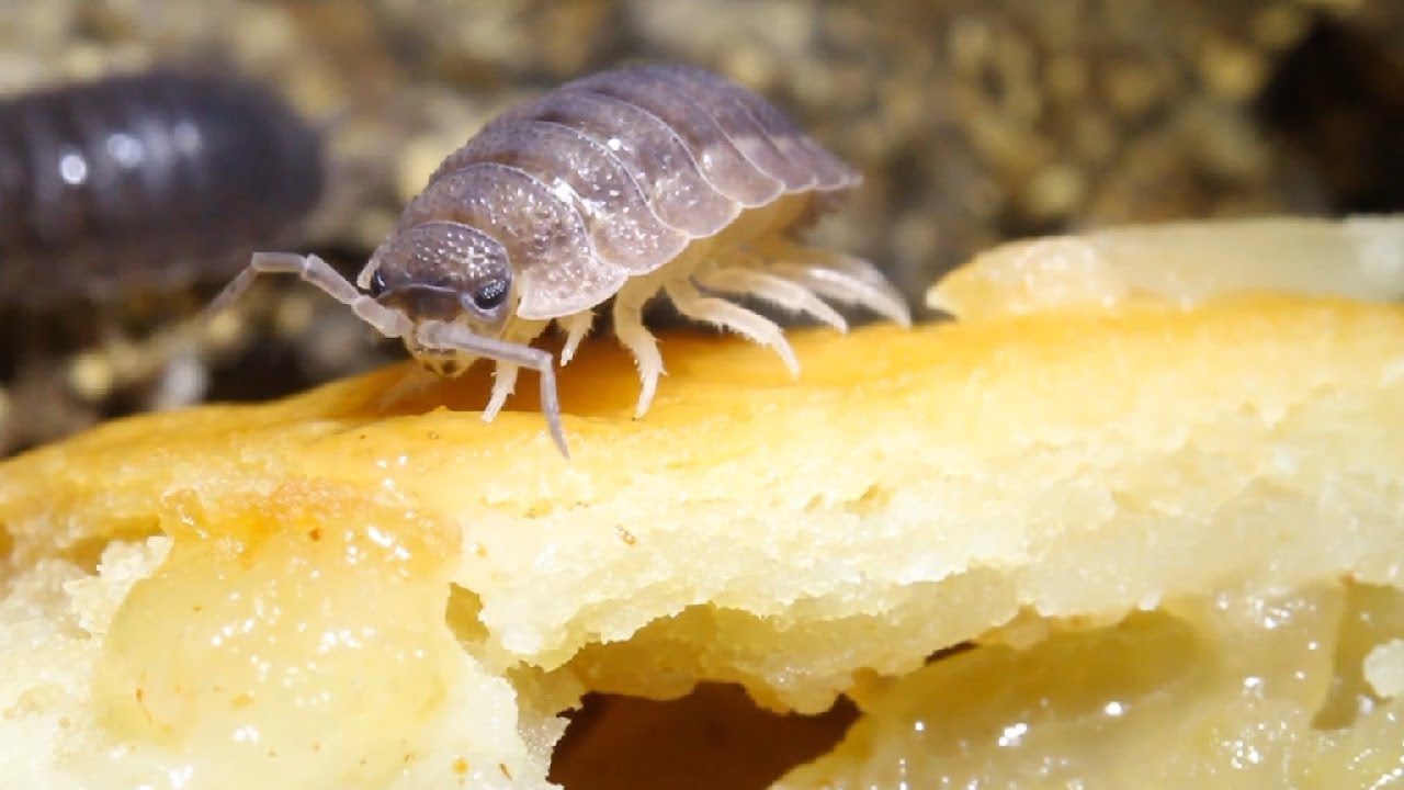 Isopods Eat Apple Pie