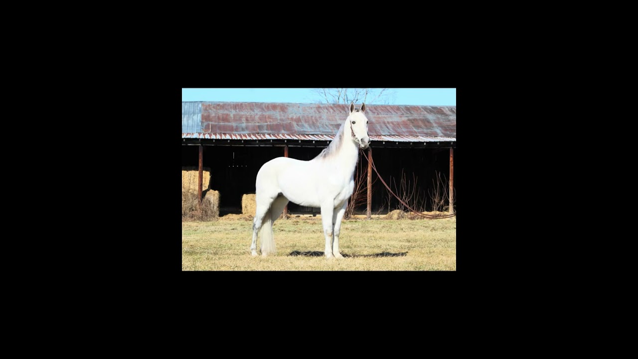 Sullenberger 14 year old registered TWH gelding 
