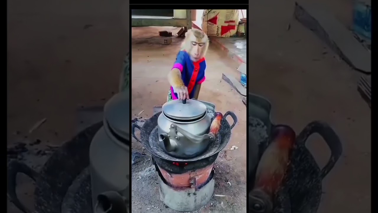 How To Cook Food By Monkey #youtubshorts #shortsfeed #funny #cooking #monkey #world #nepal