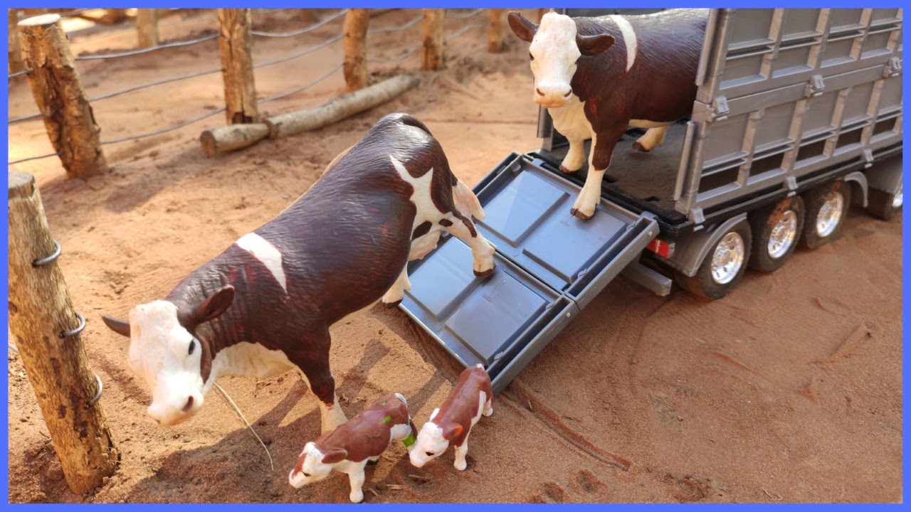 CHEGOU AS VACAS COM OS BEZERRINHOS #chapeudogato