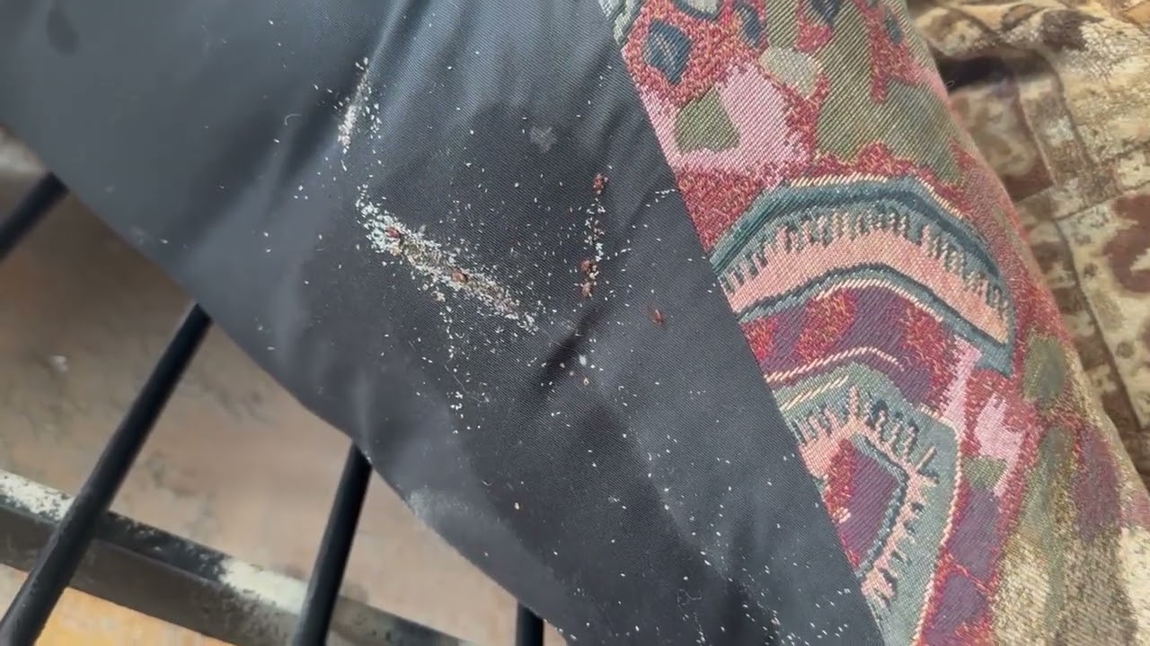 Level 4 Bed Bugs Infestation - Toronto Bed Bug Treatment by Guard More Pest Control