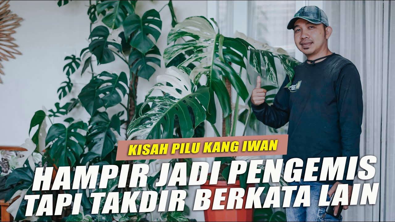 Jual Tanaman Hias Ratusan Juta, Peluang Usaha Tanaman Hias Yang Sangat Menggoda