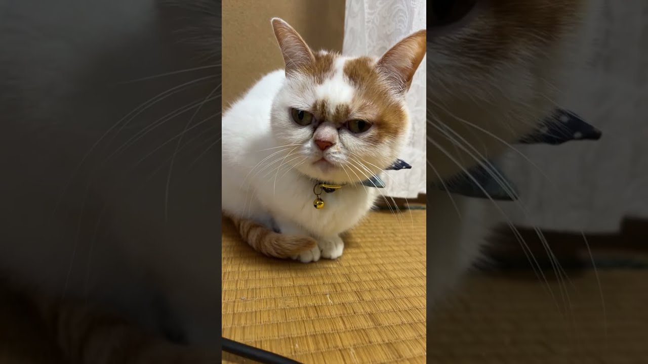 さつき&めい猫々ch がライブ配信中！