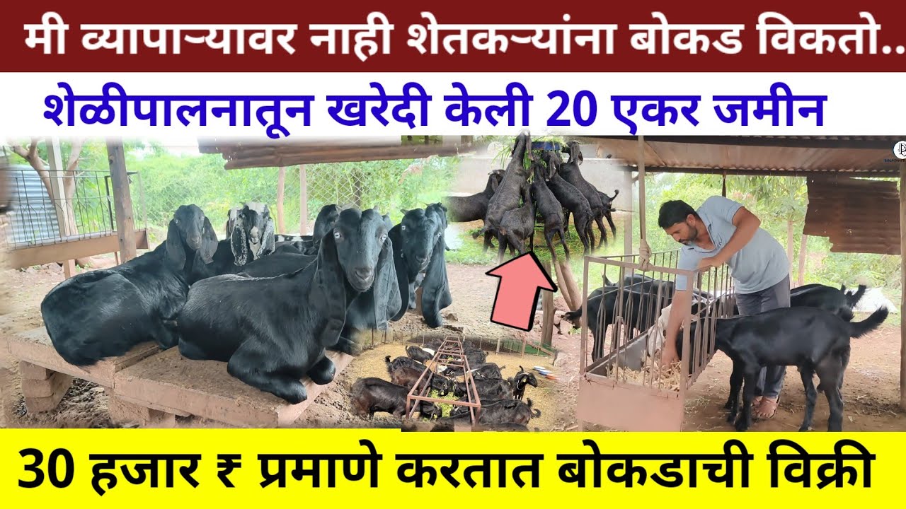 बिटल,उस्मानाबादी,गावरान शेळीपालन | शेळीपालना मधला सात वर्षाचा अनुभव अशी करा शेळीपालनाची सुरुवात 