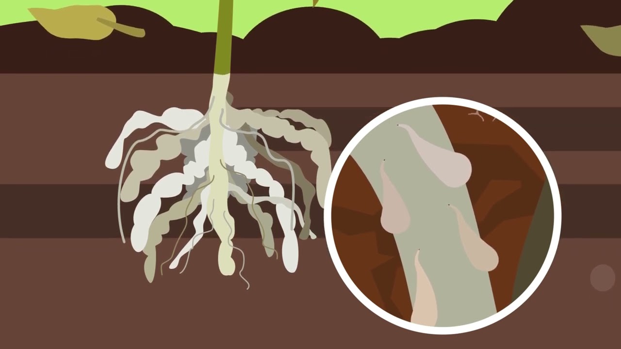 Our Role In Maintaining Healthy Soils