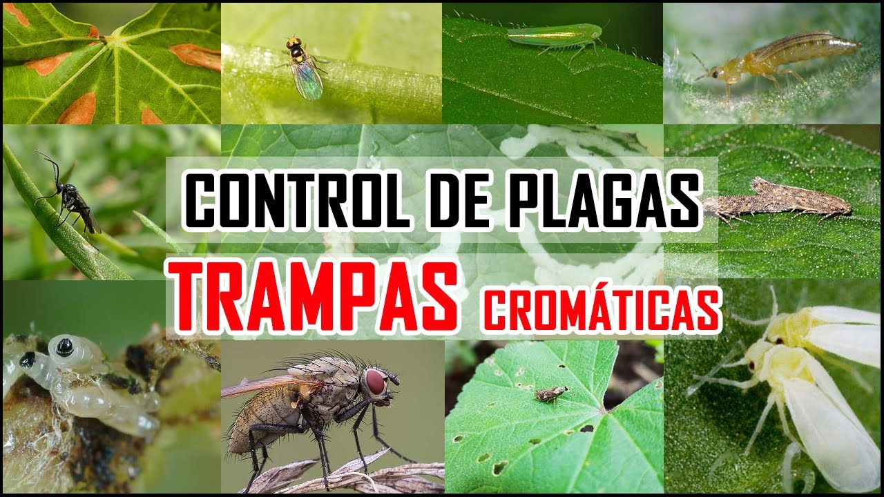 Cómo hacer TRAMPAS CROMÁTICAS muy FÁCIL y Paso a Paso (Controla Plagas) | Locos por la Huerta