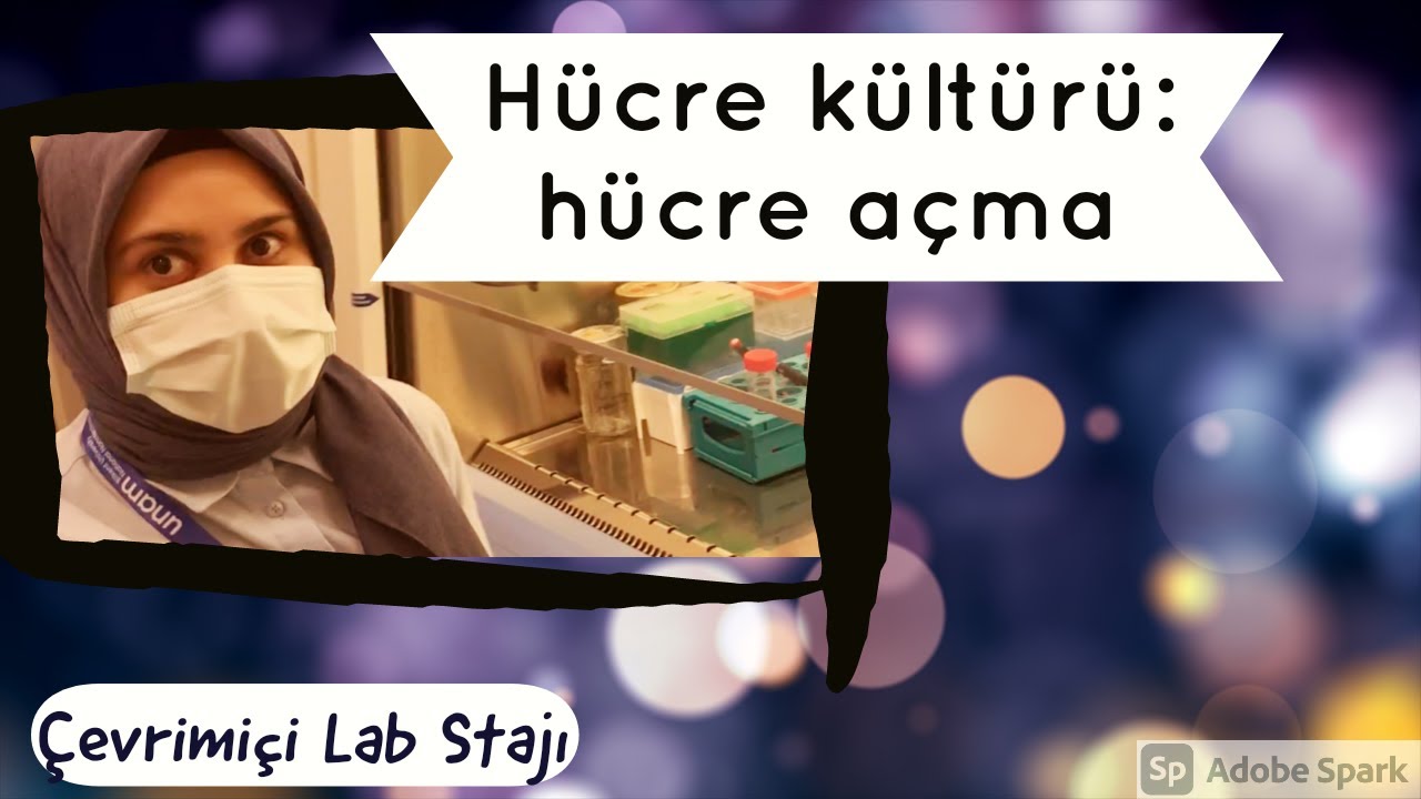 Hücre kültürü: hücre açma