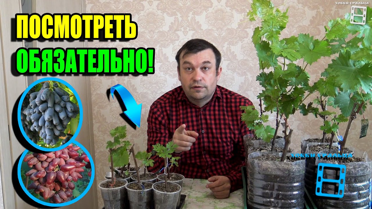 ПОЧЕМУ ПОГИБАЮТ, ВНОВЬ УКОРЕНЕННЫЕ САЖЕНЦЫ ВИНОГРАДА? СЕВЕРНЫЙ ВИНОГРАДНИК 24-07
