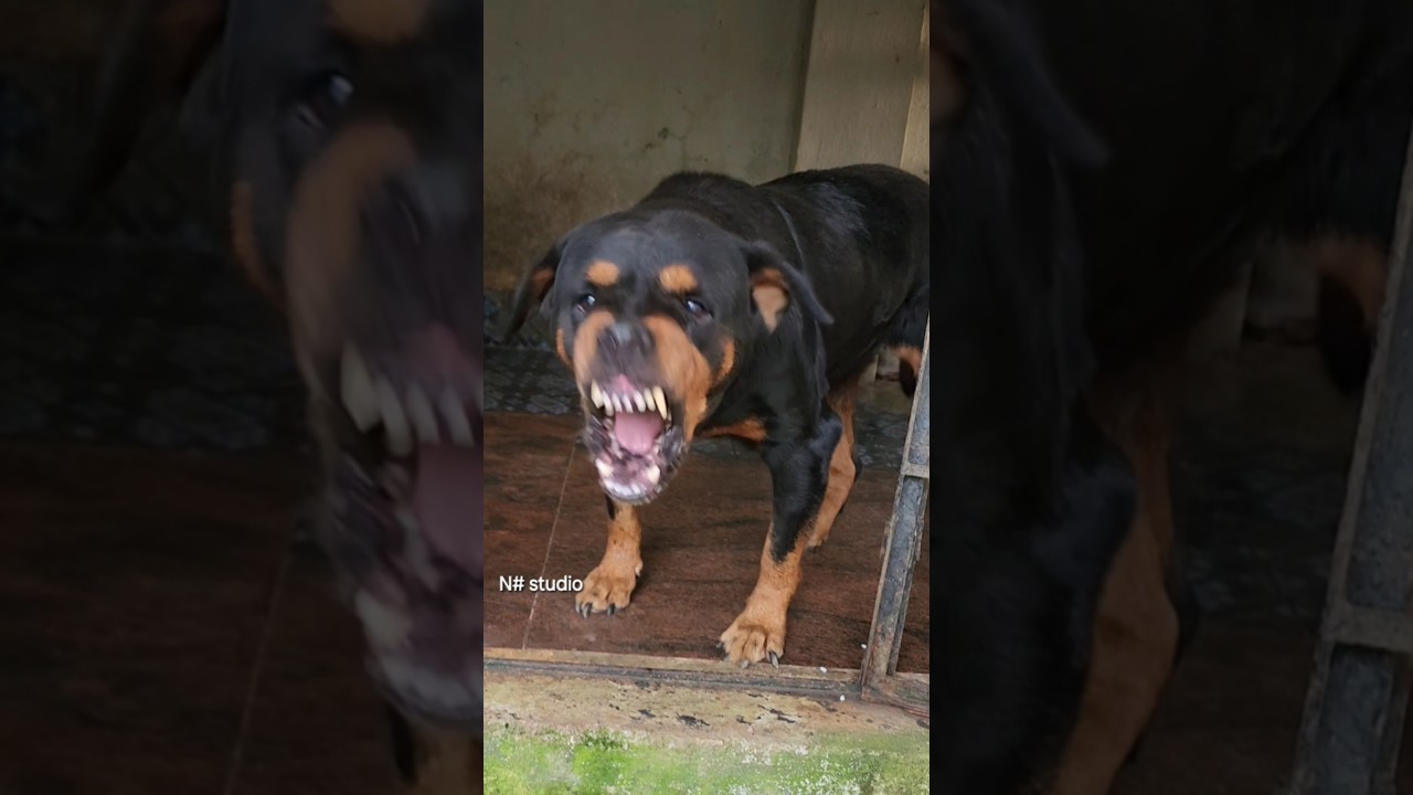 angry Rottweiler barking loudly 