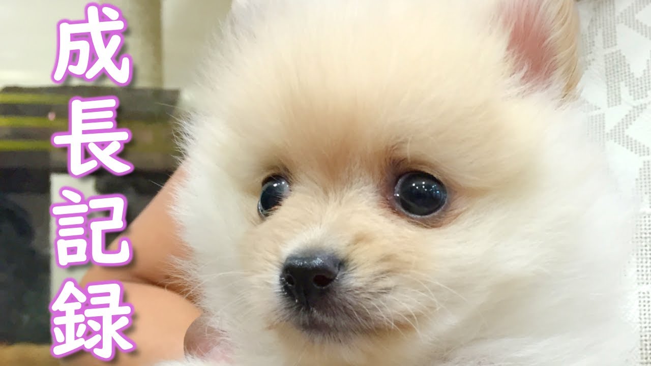 【成長記録】ポメくん生後0ヶ月～4歳までの成長記録