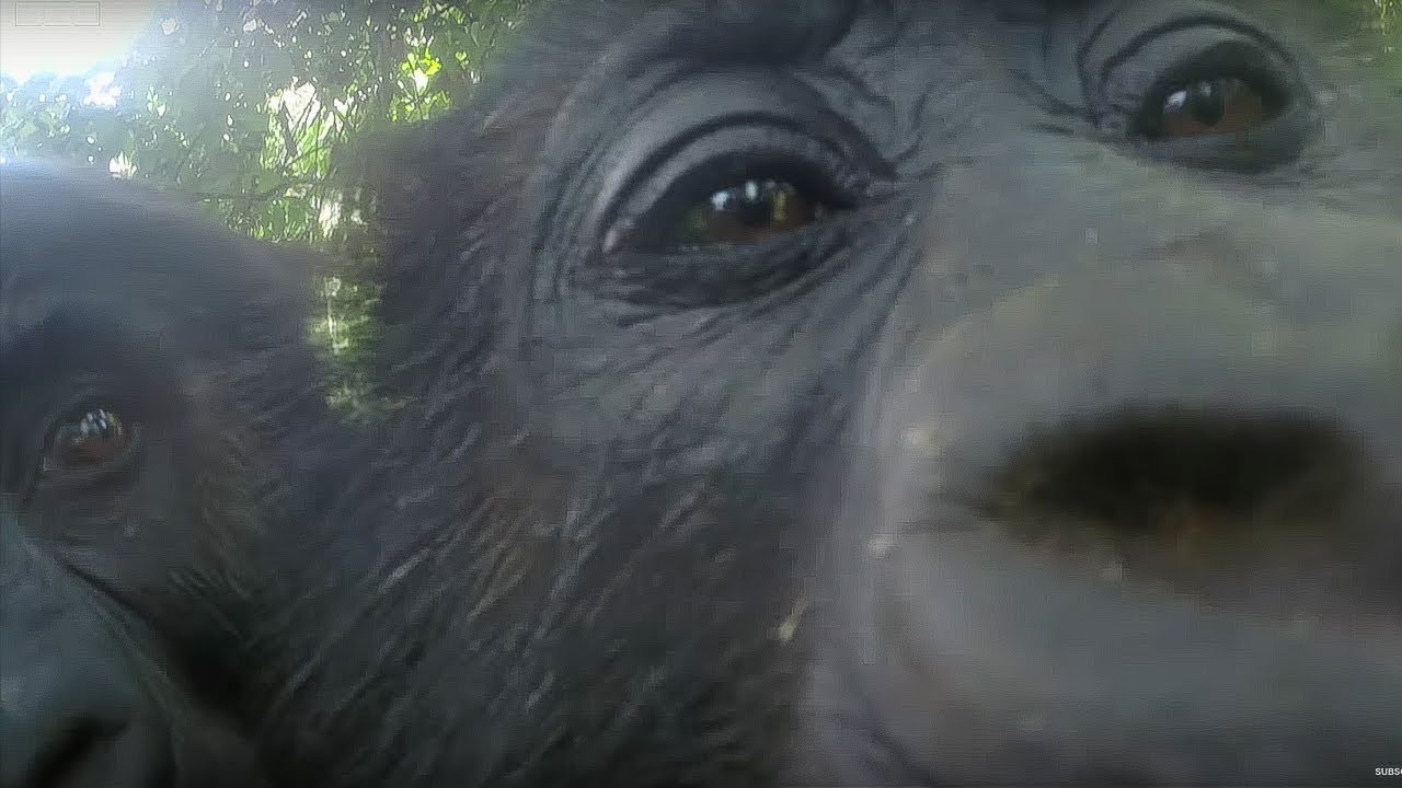 Mirror Mirror: Gorillas React To Their Reflection | Gorilla Family and Me | BBC Earth