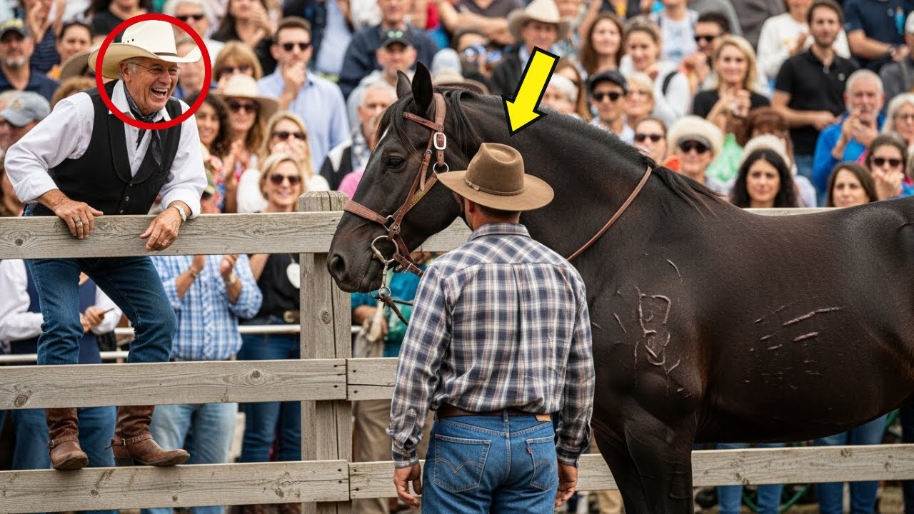 Un Hombre Rico Apostó Dos Millones a Que Nadie Domaría al Caballo Salvaje… Hasta Que un Granjero Lo