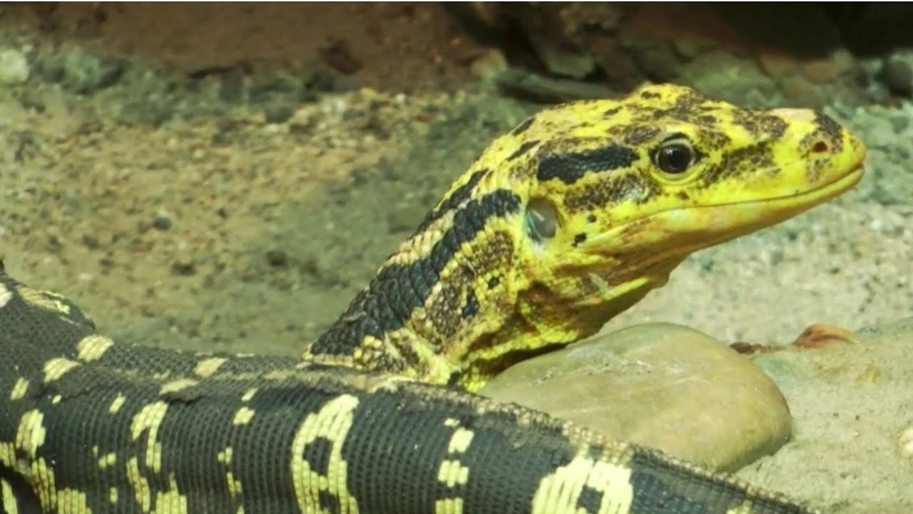 Different Kindd of Animals || Zoo || Ziraf