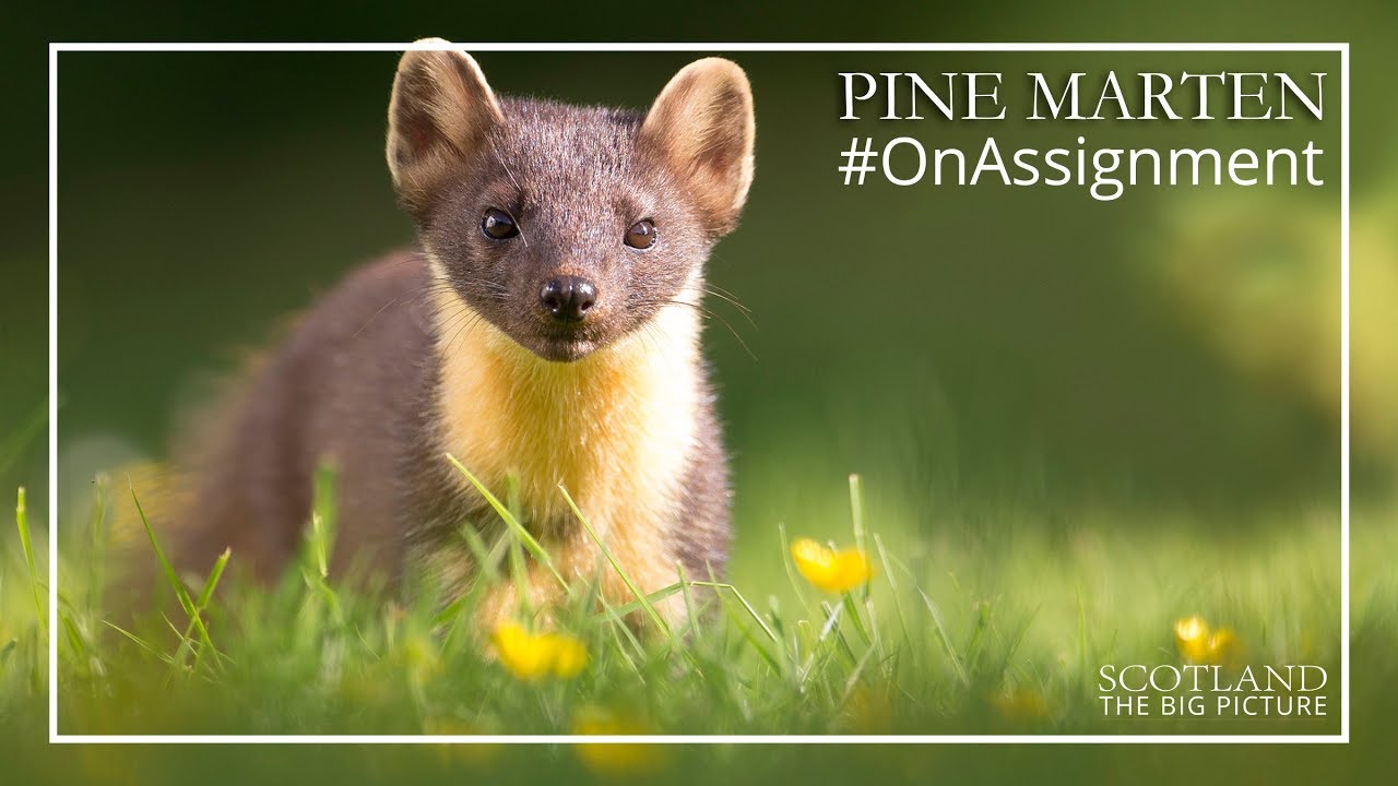 Pine Marten - On Assignment