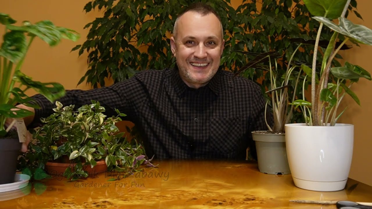 59. Birkin z Biedronki to przykład na co zwrócić uwagę kupując rośliny. Należy go szybko przesadzić