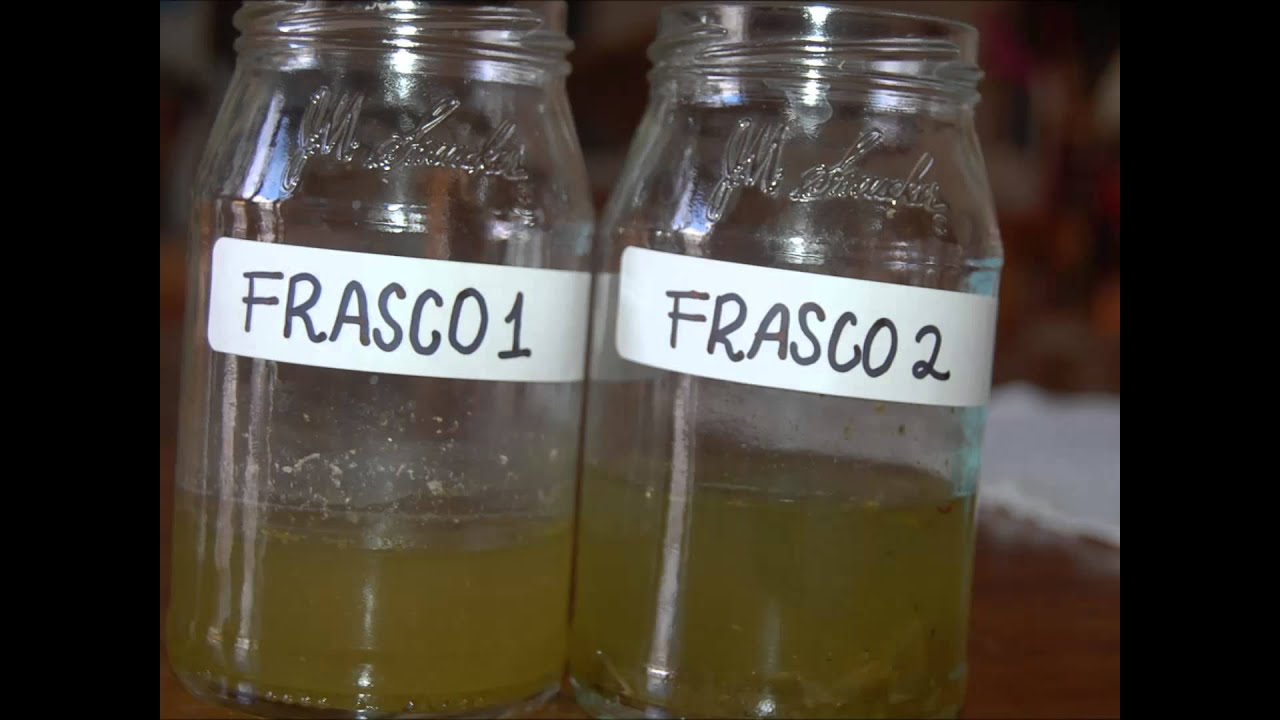 Experimento algas