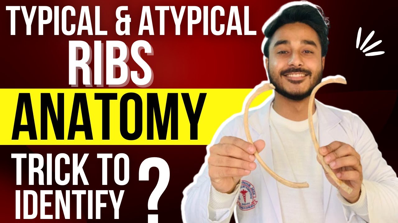 ribs anatomy identification | typical ribs anatomy | atypical ribs anatomy | true and false ribs