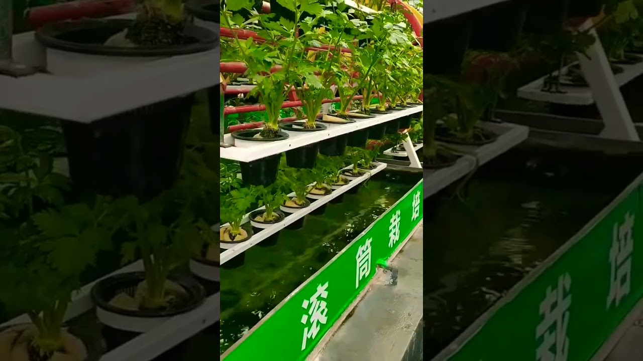 #Modern farming🔥🔥❣️ technique @AgriNewlightClasses #horticulture  #agriculture #farming #innovation