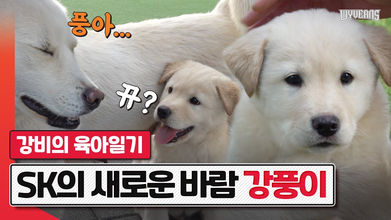 풍아, 넌 어느 별에서 왔니? 풍산개 모자 우아한 강비와 깨발랄 풍이의 강화일기🐾