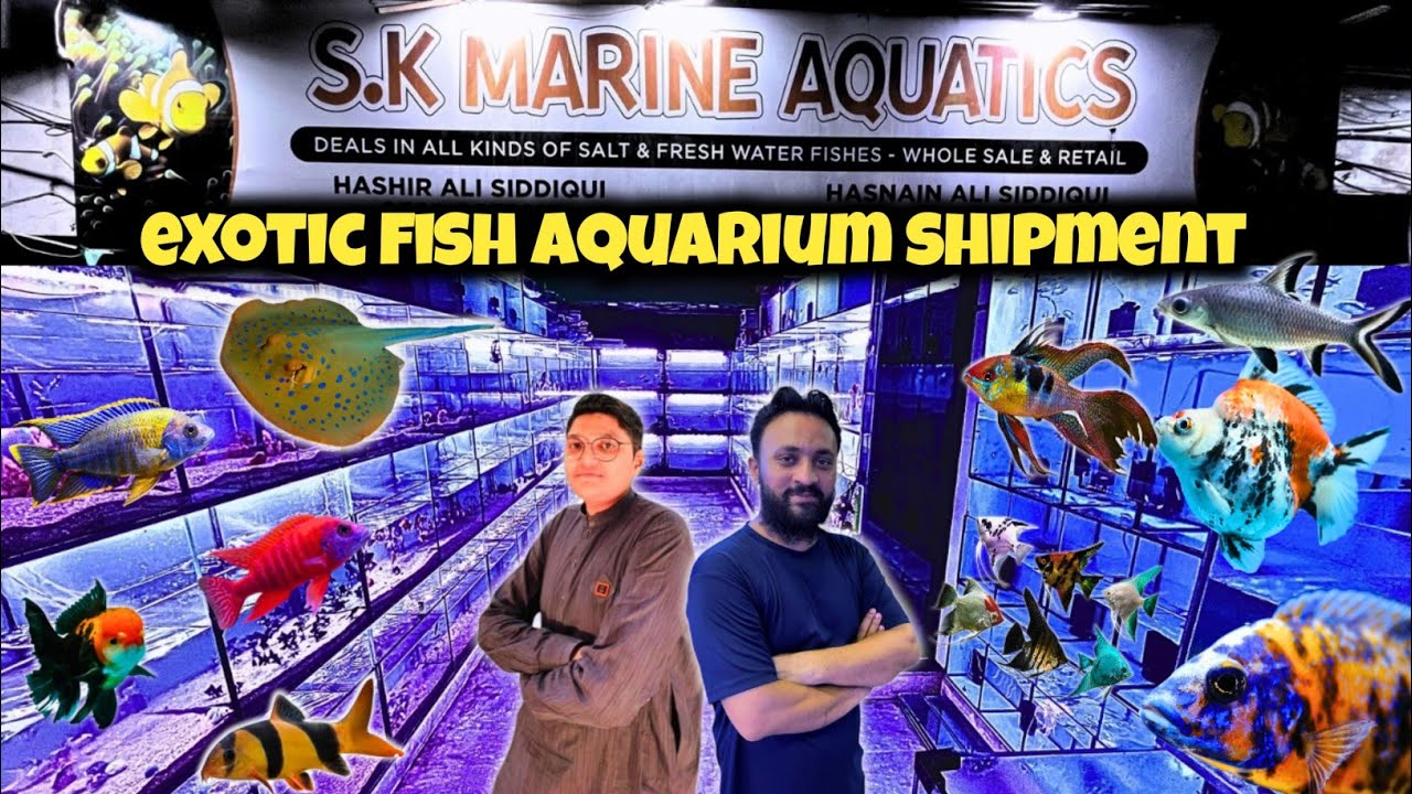 Exotic Fish Aquarium Shipment | Rare Tropical & Marine Fish Arrival at S.K Marine Aquatics lalukhet 