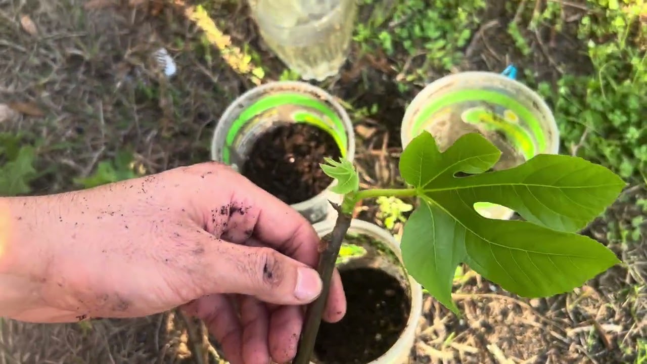 Propagating Fig Cuttings