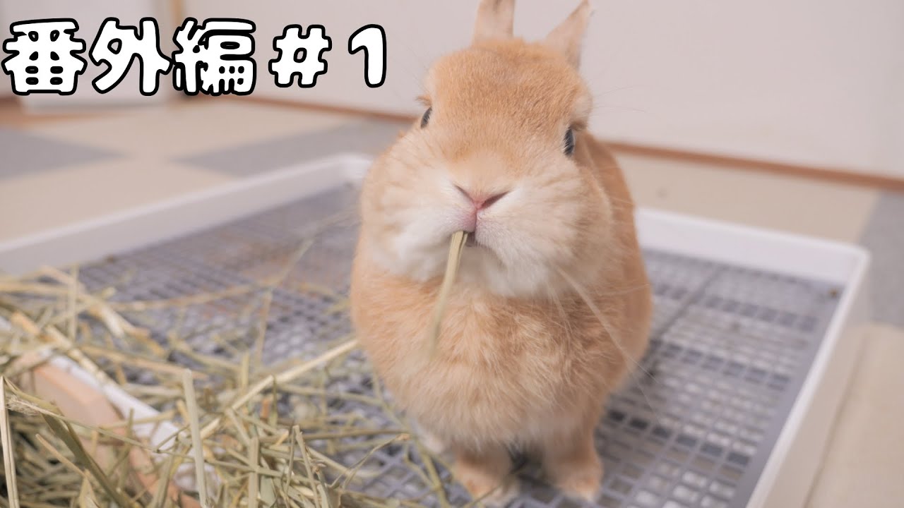 【モグモグ番外編#1】牧草が食べやすくなって永遠と食べ続けるウサギ【No.1037】