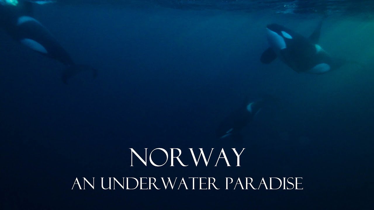 Norway An Underwater Paradise
