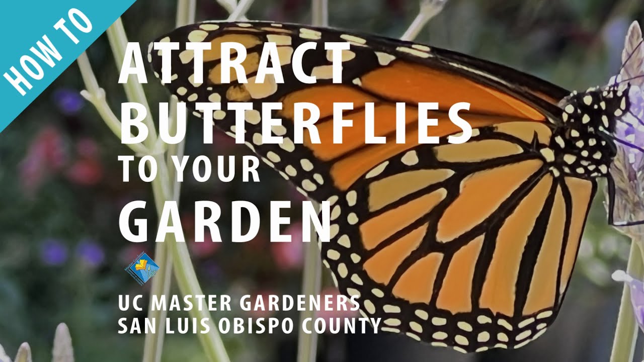 How to Attract Butterflies to your Garden